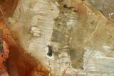 Wide Petrified Wood (Araucaria) Limb - Madagascar #167198-2